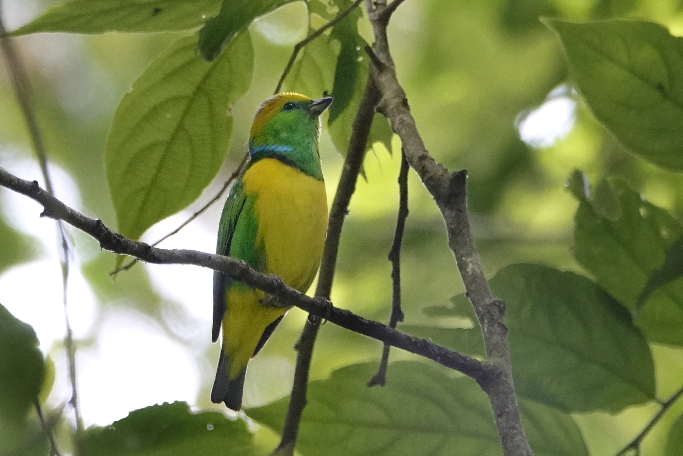 Oiseau coloré au Panama